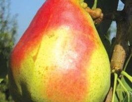 Мадам Бале купить