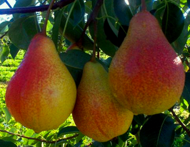 Груша Маріякупити