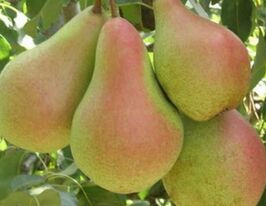 Наталка купить