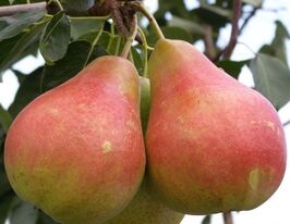 Харроу свит купить