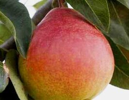 Радана купить