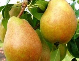 Анжелис купить