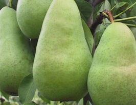 Груша Амфоракупити