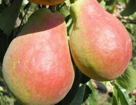 Силк Кинг купить