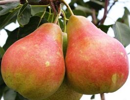 Богемакупити