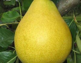 Далисан купить