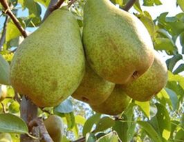 Бере Дюрандо купить