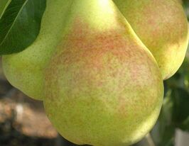 Виставочна Краснокутськакупити