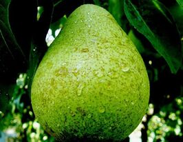 Груша Выжница купить