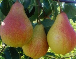 Гортензия купить