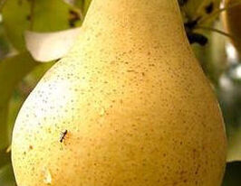 Трапезница купить