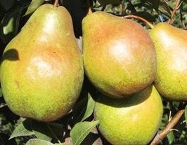 Эрика купить