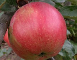 Яблуня Айдаредкупити