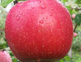 Яблуня Фуджікупити