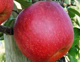 Гала Маст купить