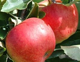 Рубінетте Россокупити