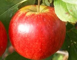 Яблуня Рубінолакупити
