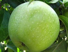 Ренет Кубанськийкупити