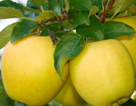 Тентейшенкупити