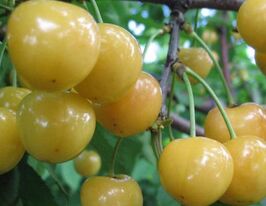 Черешня Жовточоккупити