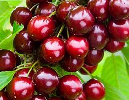 Черешня Сільвіякупити