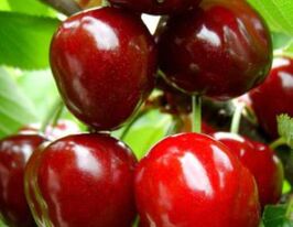 Вінкакупити