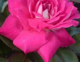 Acapella (Акапелла) купить