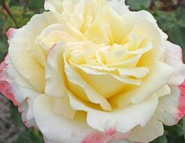 Роза чайно-гибридная Athena (Атена)  купить