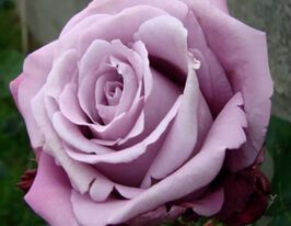 Charles de Gaulle (Шарль де Голль)купити