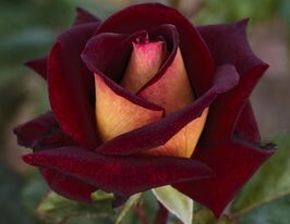 Eddy Mitchell (Эдди Митчелл) купить