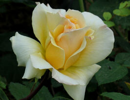 Троянда чайно-гібридна Elina (Еліна)купити