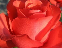 Holstein Perle (Жемчужина Гольштейна) купить