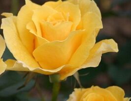 Gold Star (Голд Стар) купить