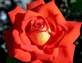 Las Vegas (Лас Вегас) купить