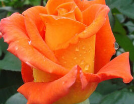 Monika (Моника) купить