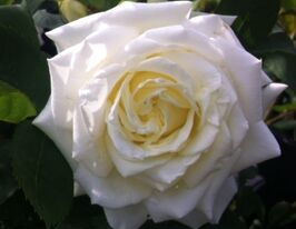 Троянда чайно-гібридна Полар Стар (Polar Star)купити