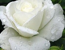 Pascali (Паскали) купить