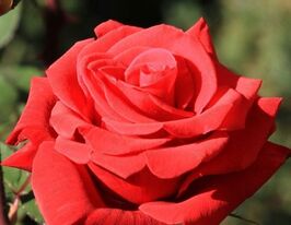 Red Berlin (Ред Берлин) купить