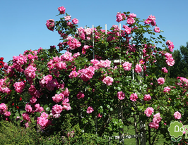 Роза плетистая Чаплинз Пинк Chaplins Pink купить