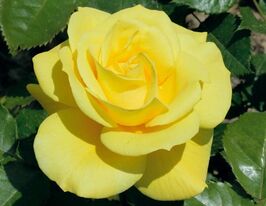 Friesia (Фрезия) купить