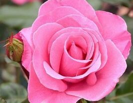 Роза флорибунда Marco (Марко) купить