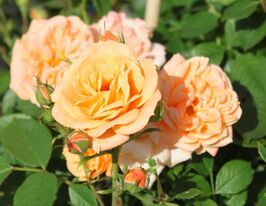 Apricot Clementine (Априкот Клементина) купить