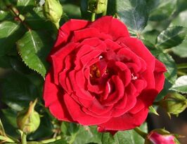 Maidy (Мейди) купить