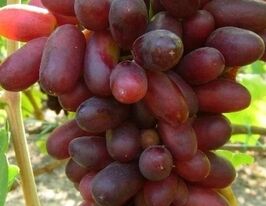 Виноград Изюминка купить