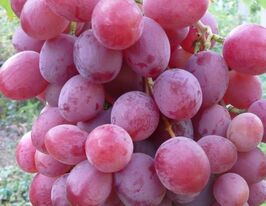 Виноград Анюта купить