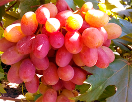 Виноград Гурман раннійкупити