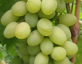 Виноград Любимийкупити