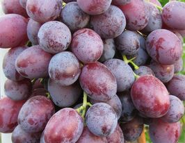 Виноград Лада Т купить