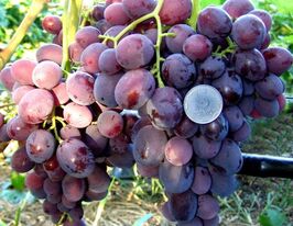 Зоря Несвітаякупити