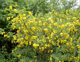 Міхурник деревовидний Colutea arborescensкупити